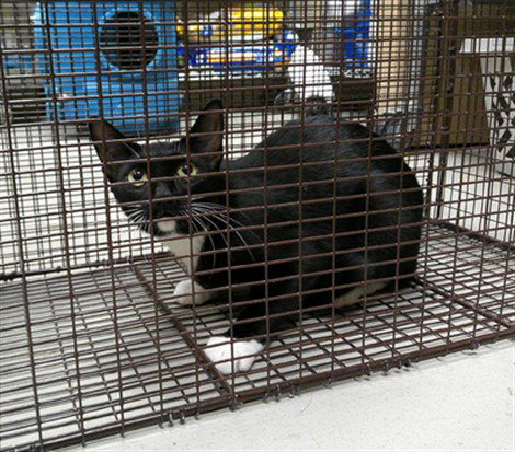 picture of the cat needing adoption