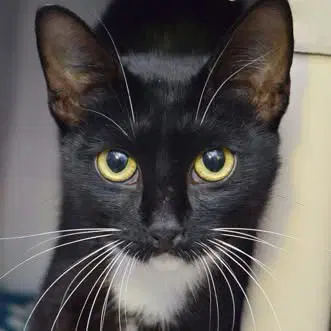 Diglett - Domestic Short Hair