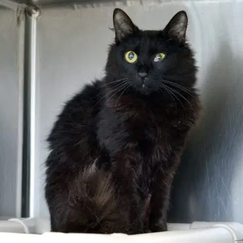 Polly - Domestic Short Hair