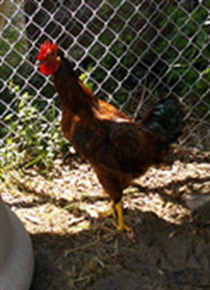 PANCHITO, a poultry for adoption from Seminole County Animal Services