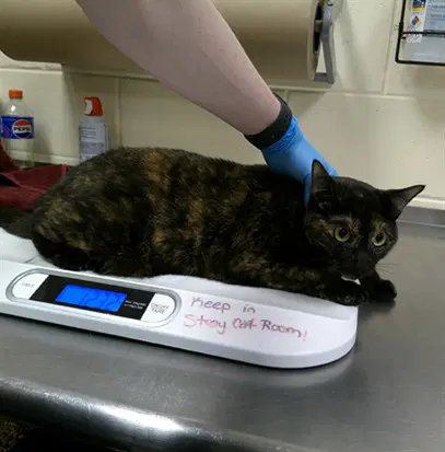 Jelly Belly - Domestic Short Hair