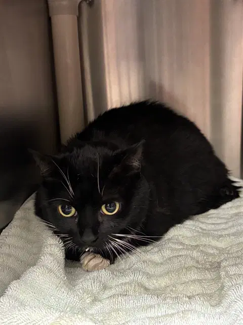 Midnight - Domestic Short Hair