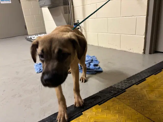 Forest Gump - Black Mouth Cur