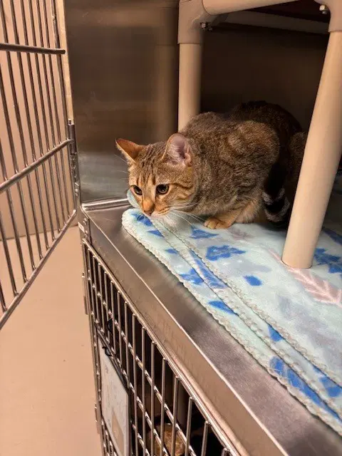 Anastasia - Domestic Short Hair