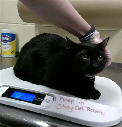 Raven - Domestic Short Hair