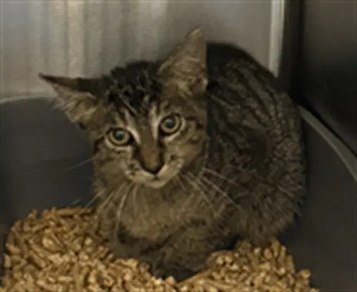 Gg Sparrow - Domestic Short Hair