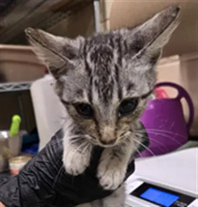 Doralee - Domestic Short Hair