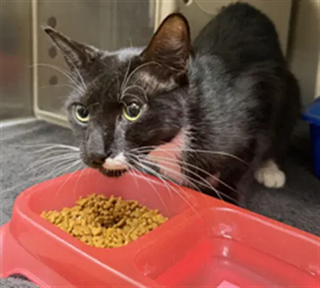 Applejack - Domestic Short Hair
