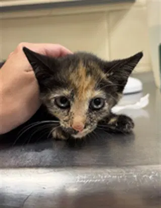 Shirlee - Domestic Short Hair