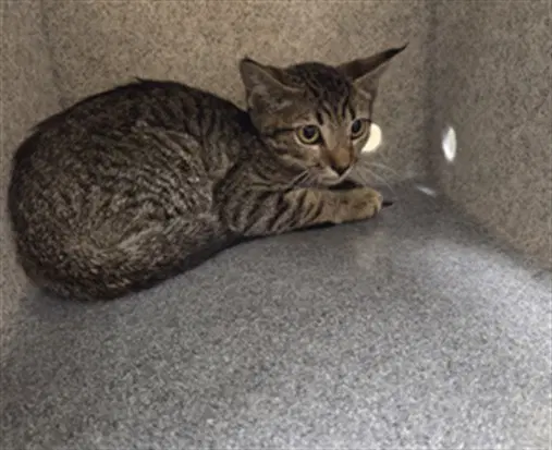 Joshua - Domestic Short Hair