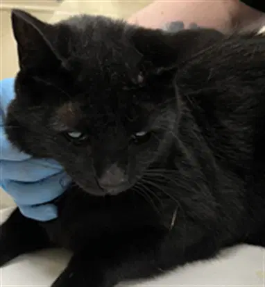 Salem - Domestic Short Hair