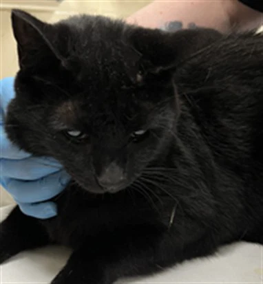 Salem