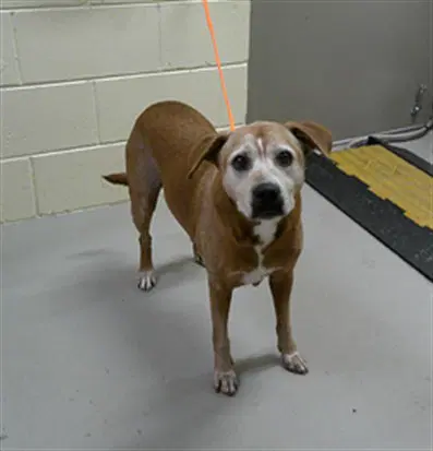 Stella - Hound