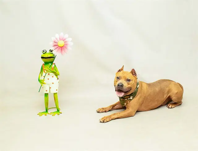 Tank - Terrier
