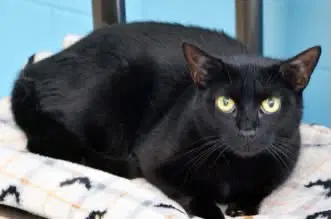 Bella - Domestic Short Hair