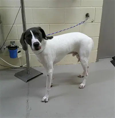 Dusky - Plott Hound