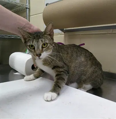 Lily - Domestic Short Hair