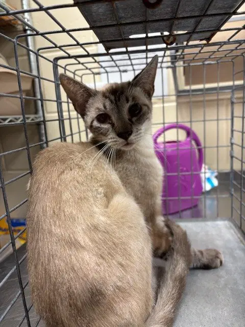 Meowth - Domestic Short Hair