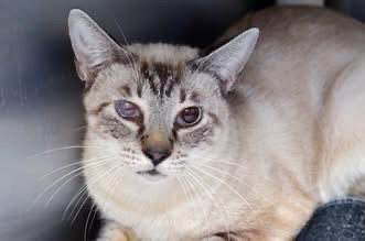 picture of the cat needing adoption