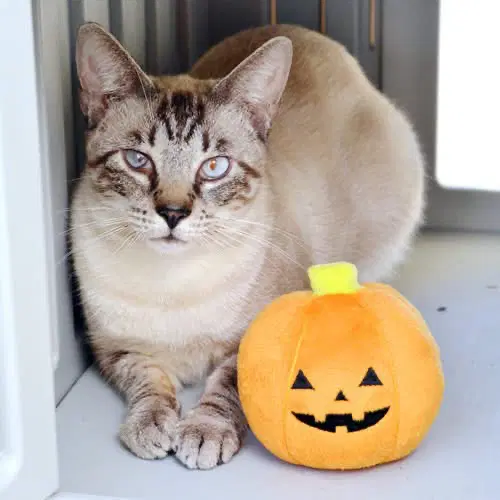 Meowth - Domestic Short Hair
