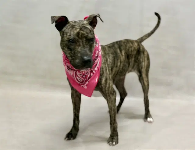 Brooke - Terrier