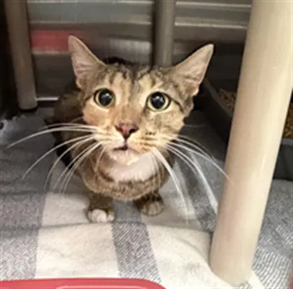 Cora - Domestic Short Hair