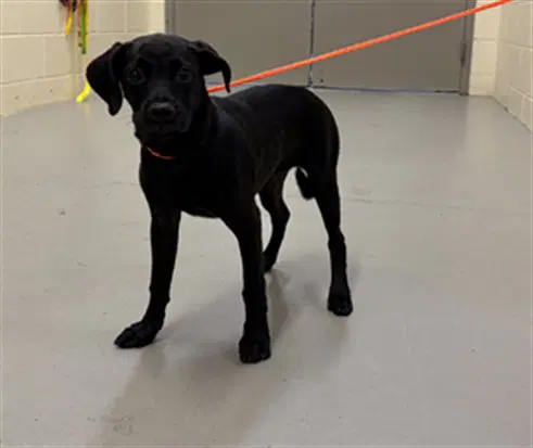 Sugar Pie - Labrador Retriever