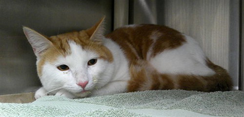 picture of the cat needing adoption
