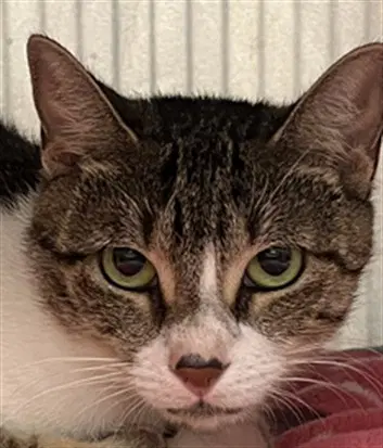 Darlin - Domestic Short Hair