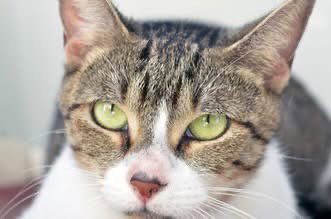 picture of the cat needing adoption