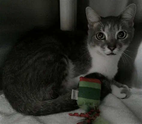 Clyde - Domestic Short Hair