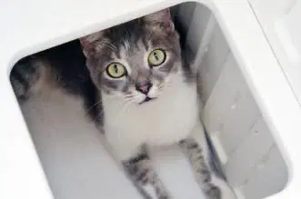 Clyde - Domestic Short Hair
