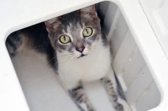 picture of the cat needing adoption