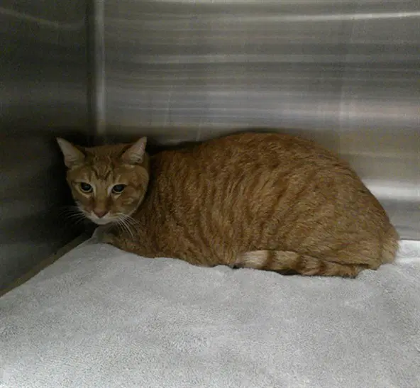 Zion - Domestic Short Hair