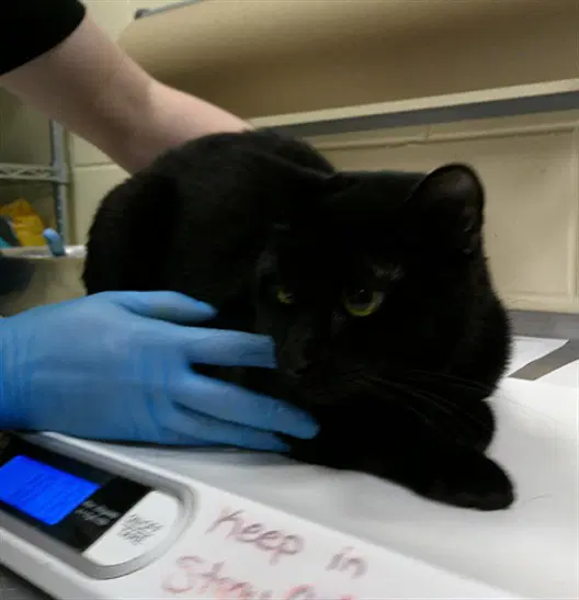 Andrew - Domestic Short Hair