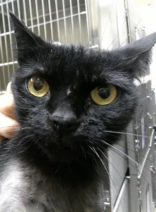 Sage - Domestic Short Hair