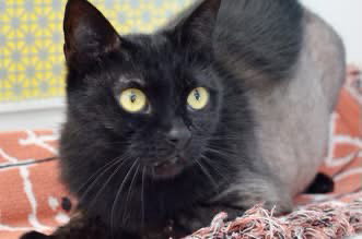 SAGE, a cat for adoption from Seminole County Animal Services