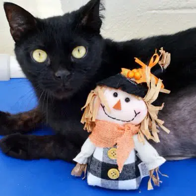 Sage - Domestic Short Hair