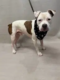 Okidogi - Terrier