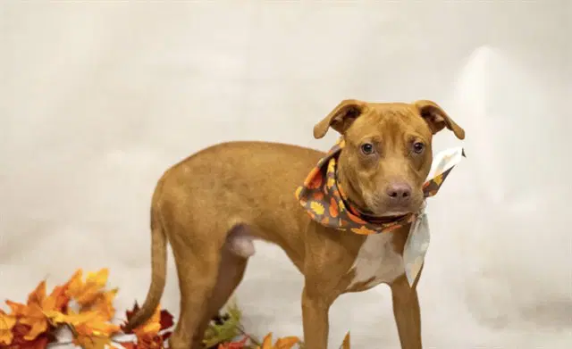 Pumpkin - Terrier