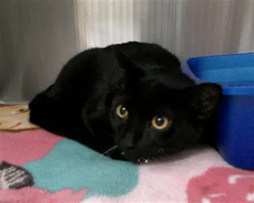Suki - Domestic Short Hair