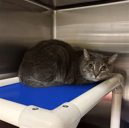 Misty - Domestic Short Hair