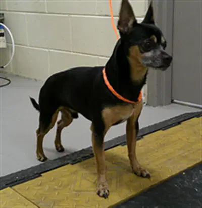 Dobie - Miniature Pinscher