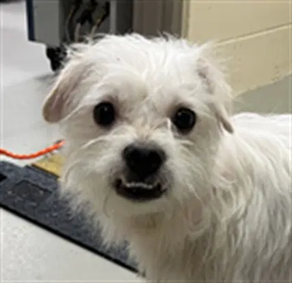 Snubble - Terrier