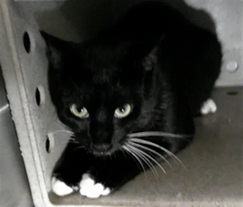 Hiccup - Domestic Short Hair
