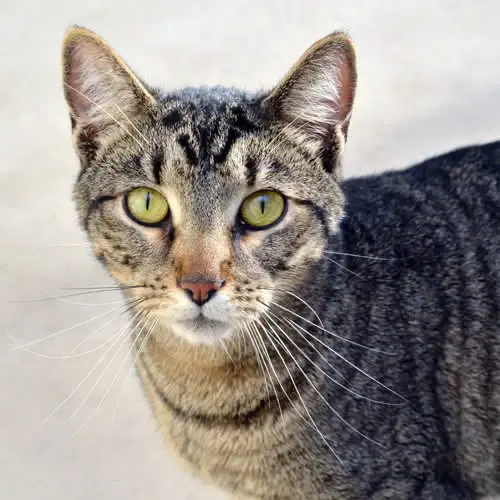 Leo - Domestic Short Hair