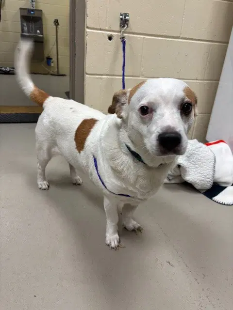 Archie - Beagle