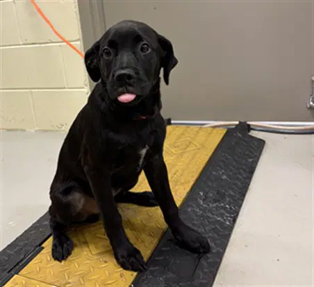 Vaporeon - Labrador Retriever