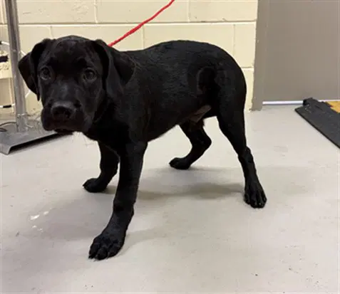 Umbreon - Labrador Retriever
