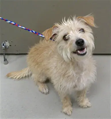 Stella - Terrier